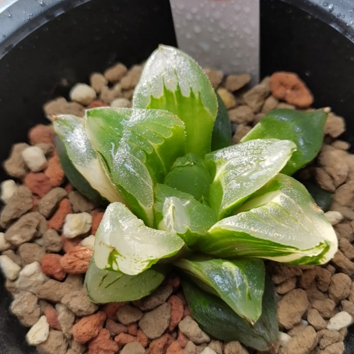 2号冰城锦一物一拍带盆土发货