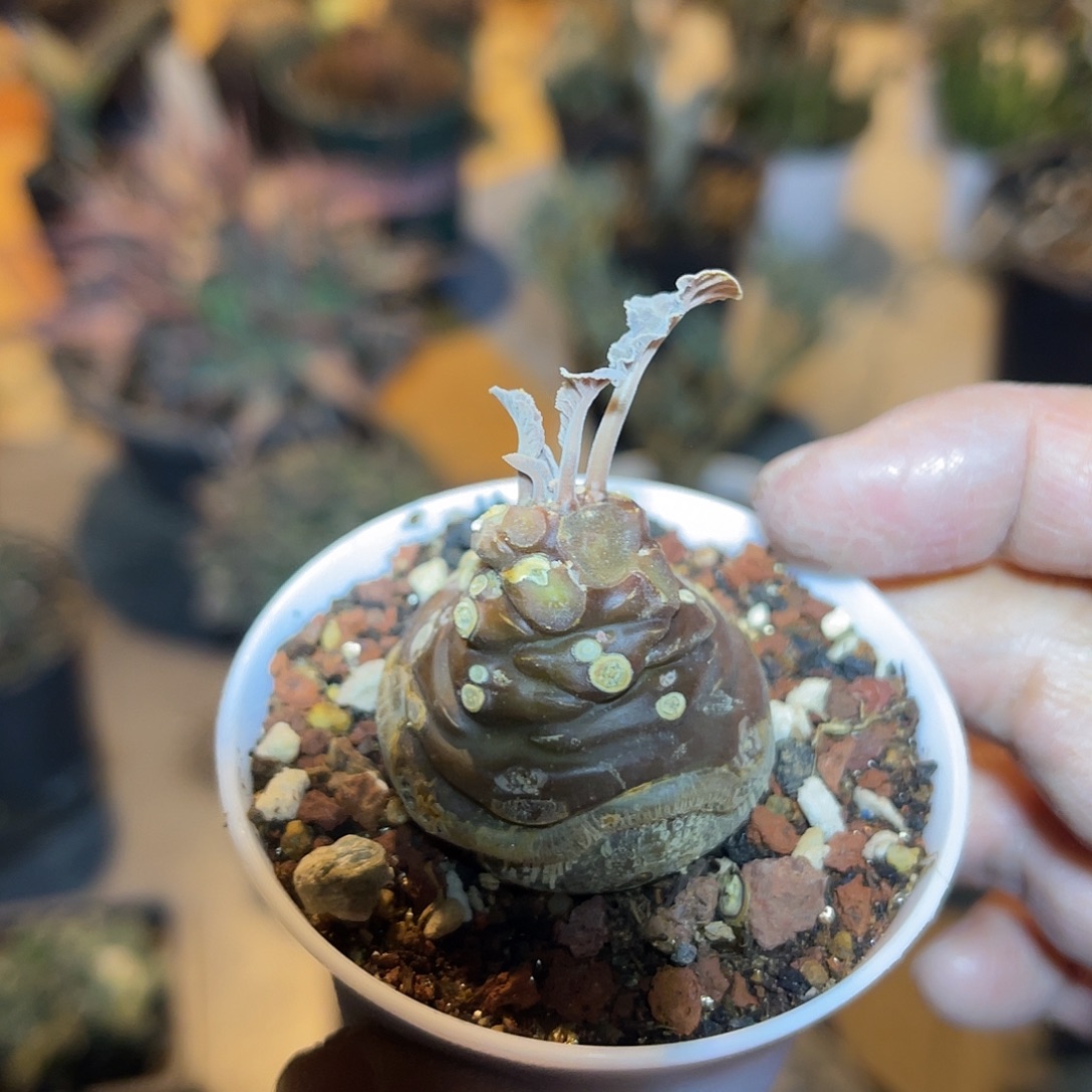 实生琉桑块根一物一拍