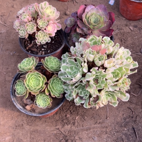 247多肉植物组合，