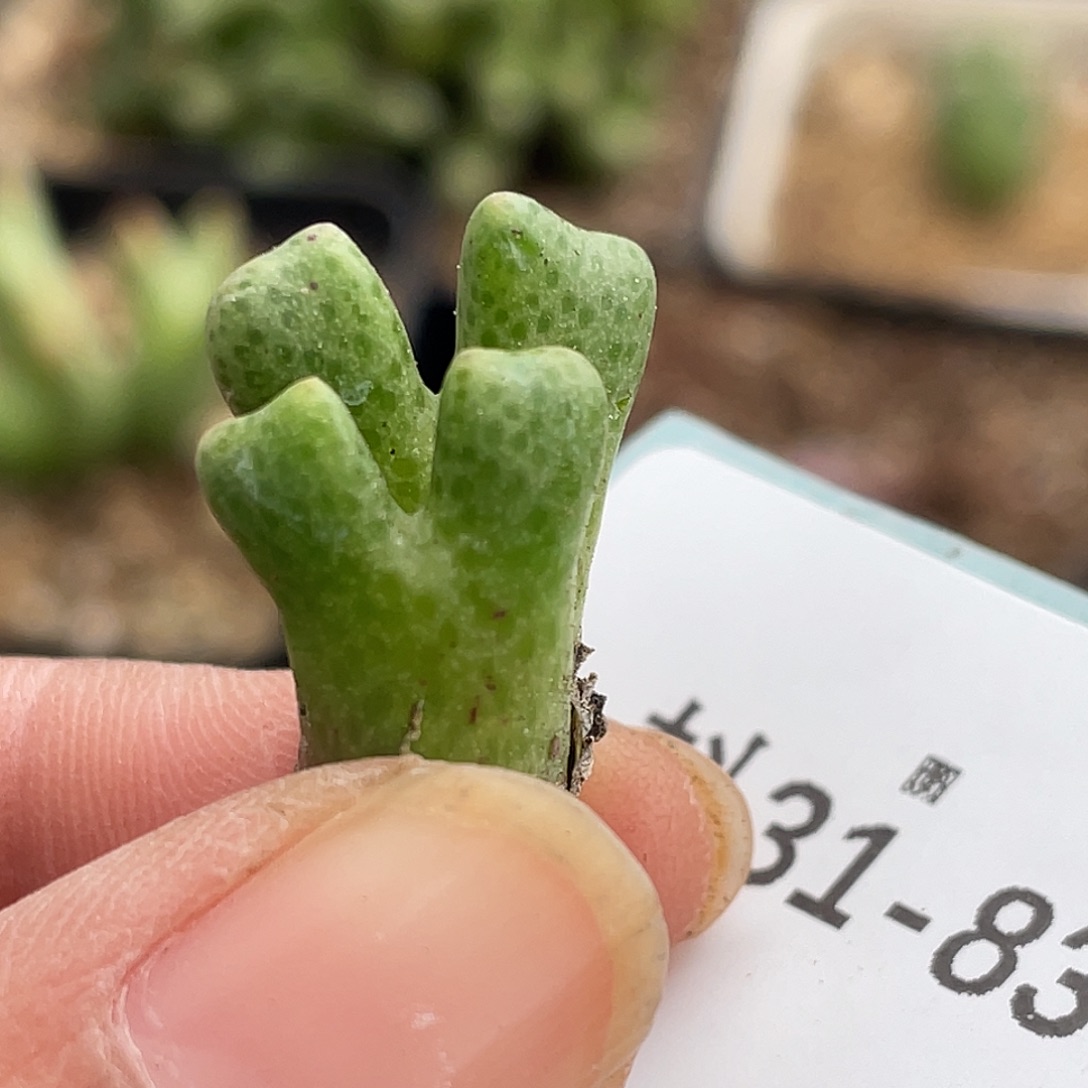 31-83鹿角斑马肉锥