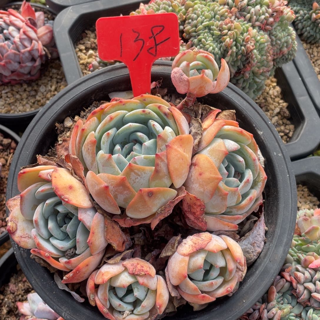 透***光凤橙云南发货138号