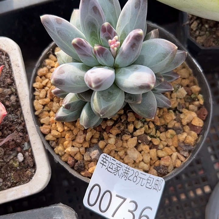 幸运的是我还没遇到