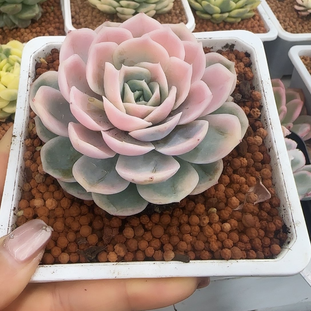 蓝色惊喜锦多肉植物