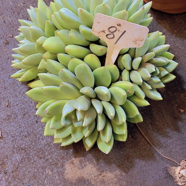 *****0000000000000000081