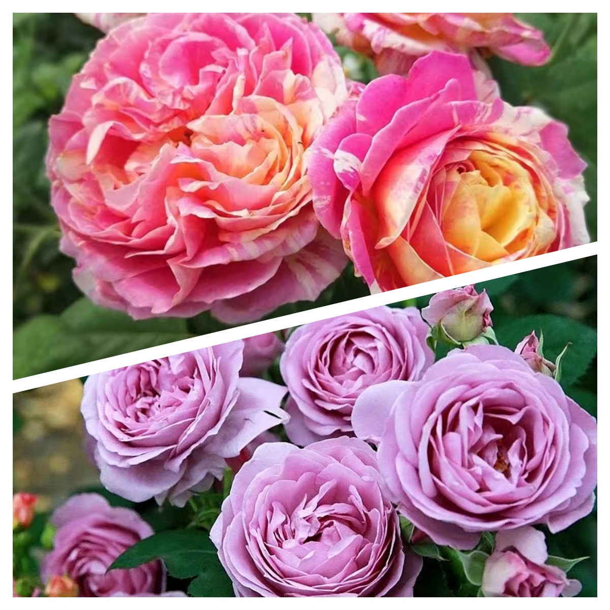 李氏【香水莫奈+蓝色风暴】浓香爬藤四季开花阳台庭院盆栽地栽