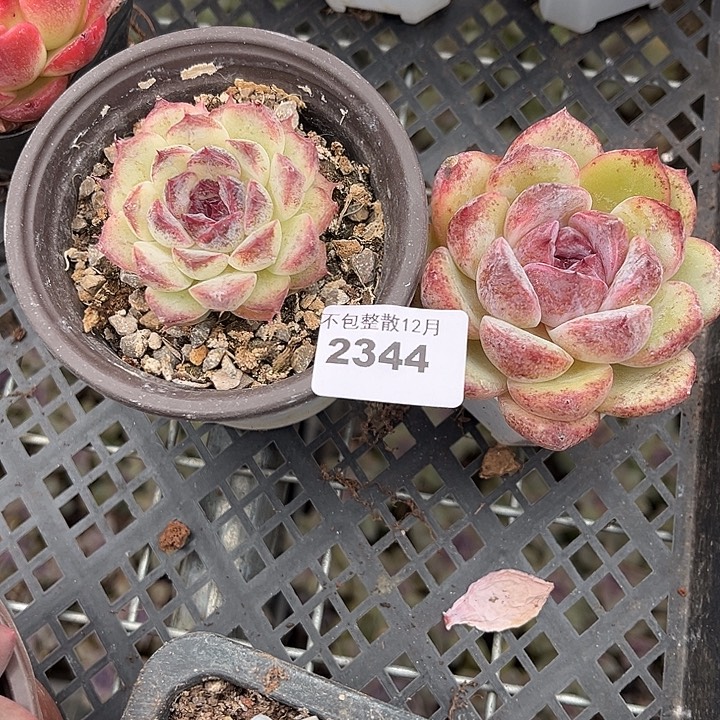 直***美阿阿雅园艺。  2344两颗