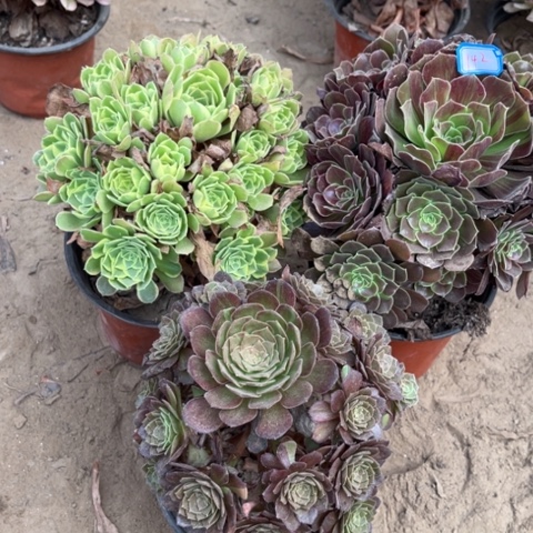 142多肉植物组合，
