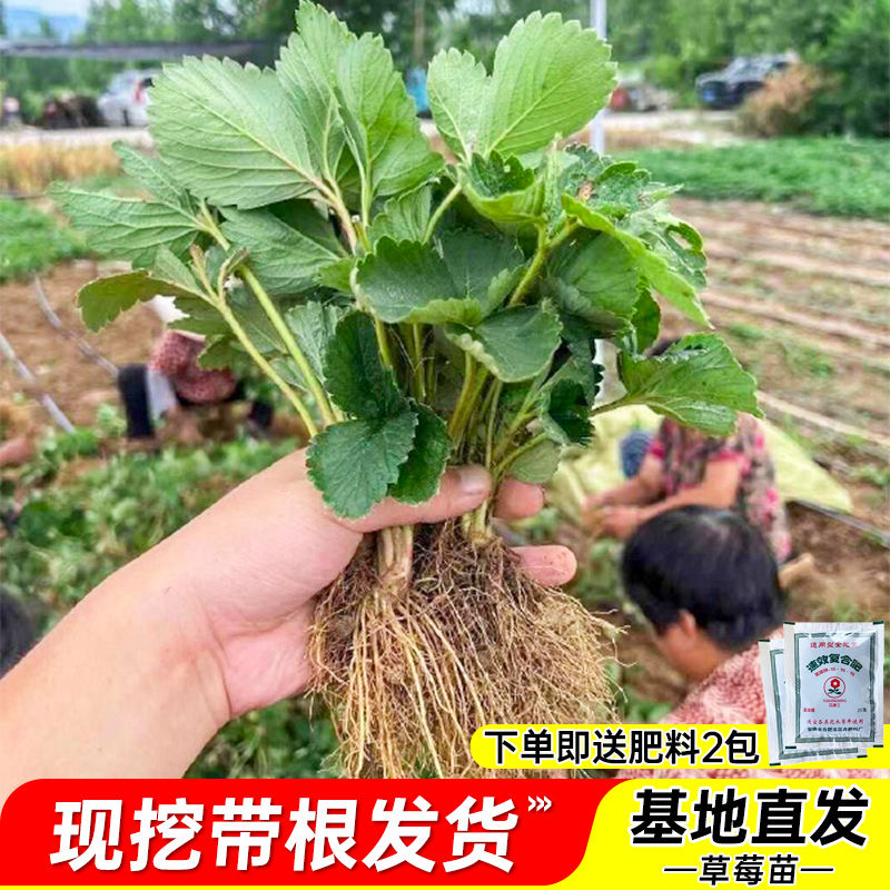 现挖苗四季奶油草莓秧苗盆栽南方北方阳台南北方种植果树大果秧苗