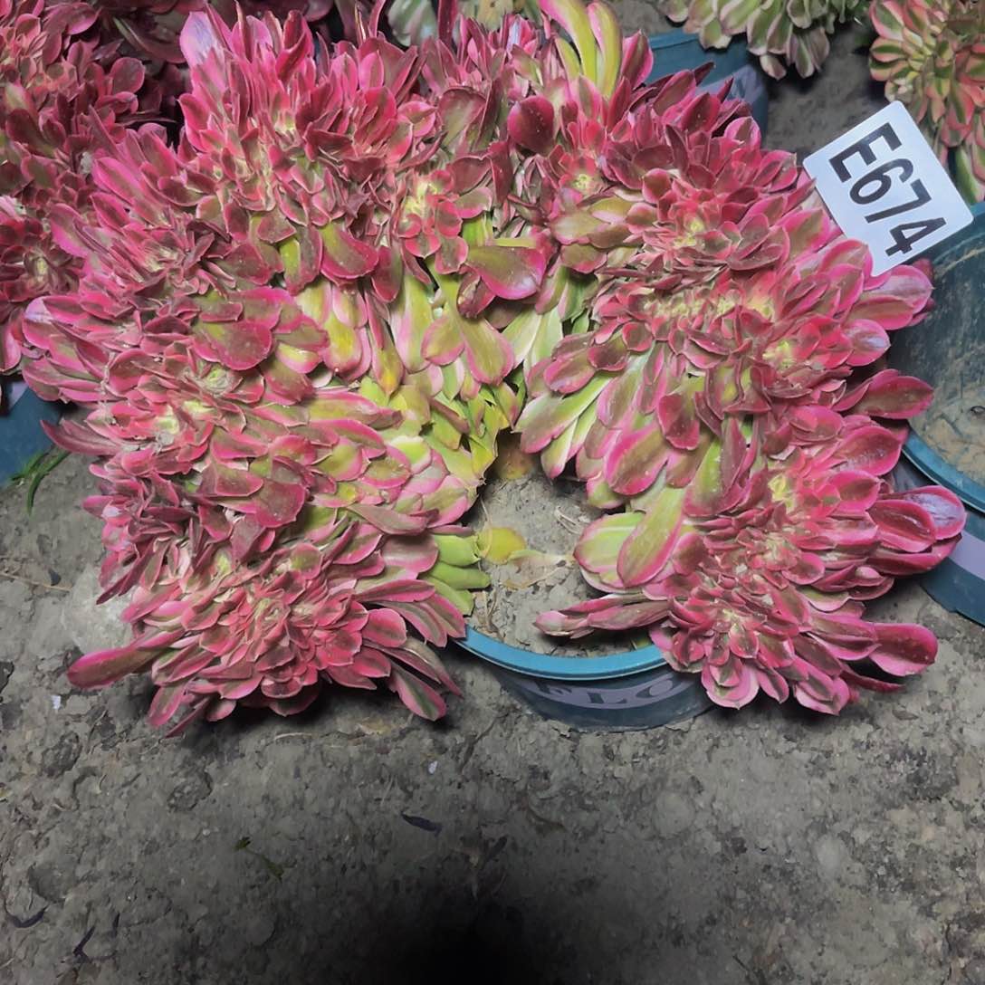 香妃法师28/-31包邮法师