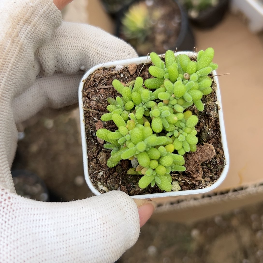 杜呃呃呃呃呃呃呃呃呃呃呃