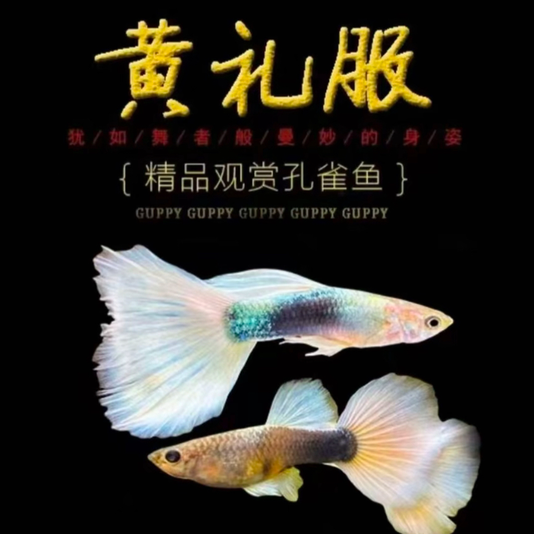 黄礼服孔雀鱼热带淡水观赏鱼渔场直发