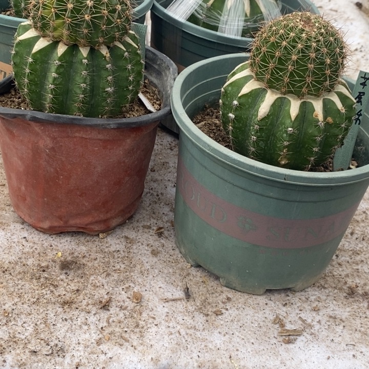 彩草嫁接千层酥一颗