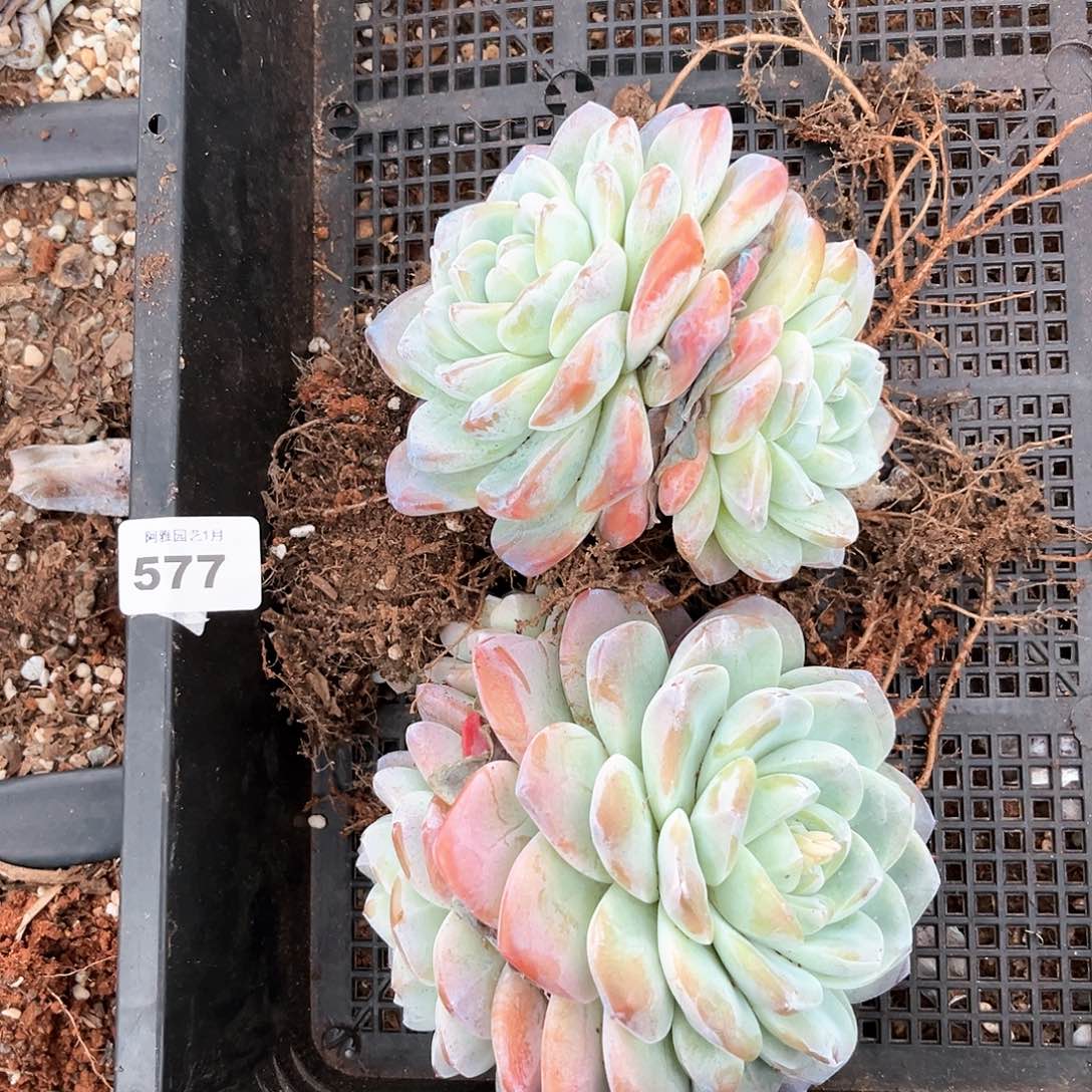 阿雅园艺。        带桩577