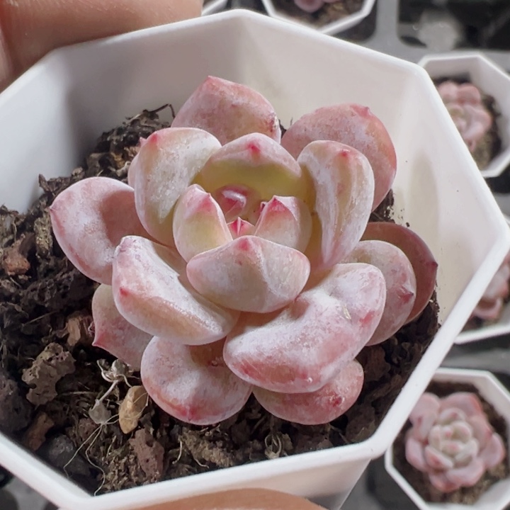 冰魄精品多肉植物大战