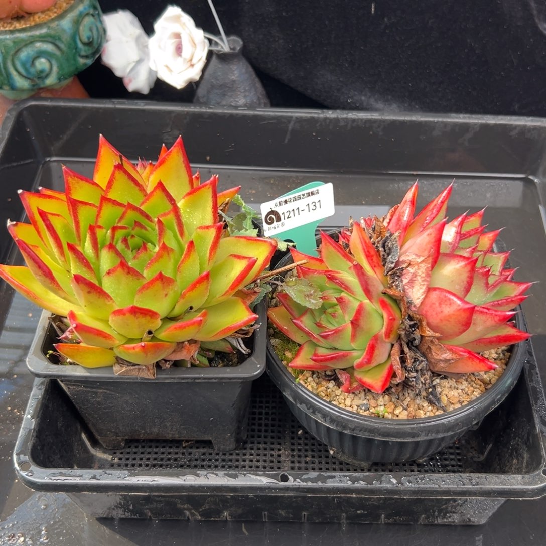 从前慢花园多肉编号1211-131