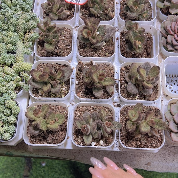 泰迪熊19包邮多肉植物