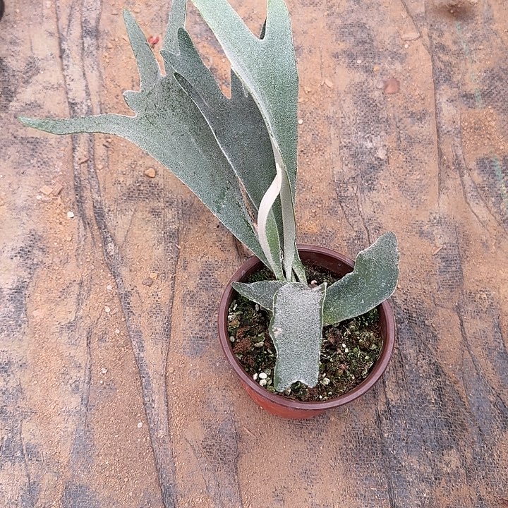 无花朵塞尔索鹿角蕨一颗