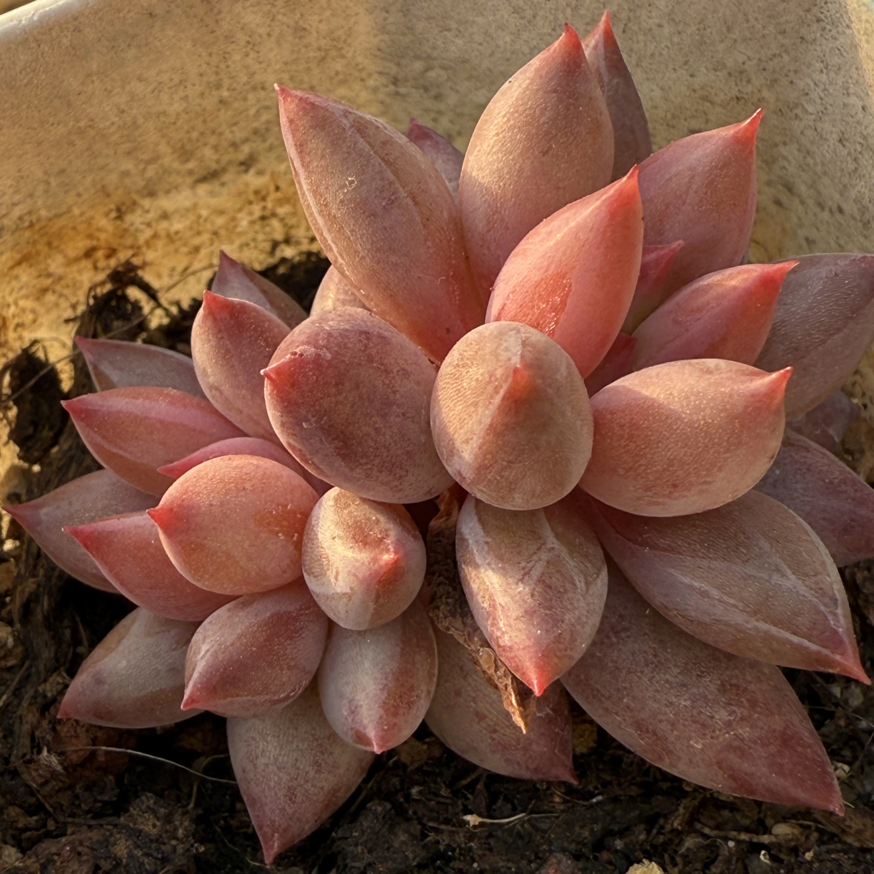 正版韩版虞姬美人圆叶胖子一颗多肉植物新手好养室内阳台小盆栽