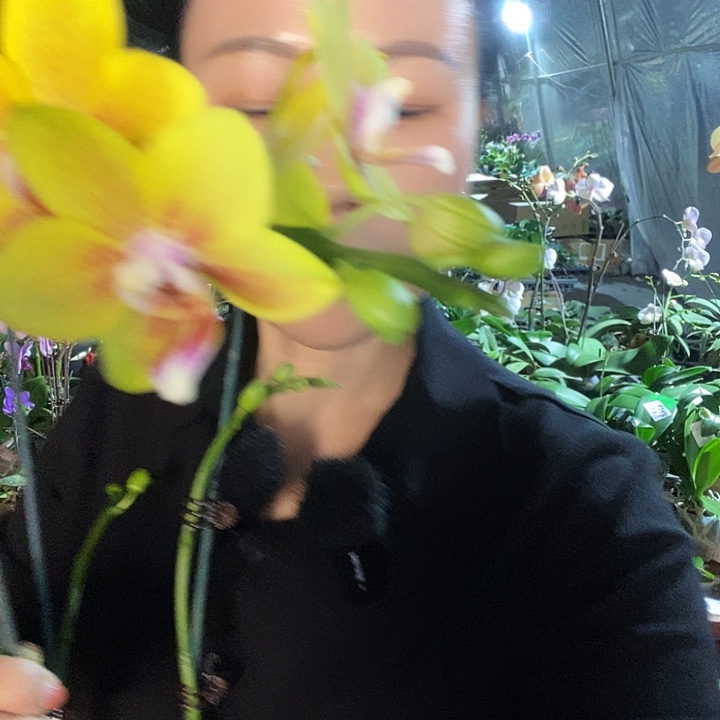 无花朵比自豪蝴蝶兰