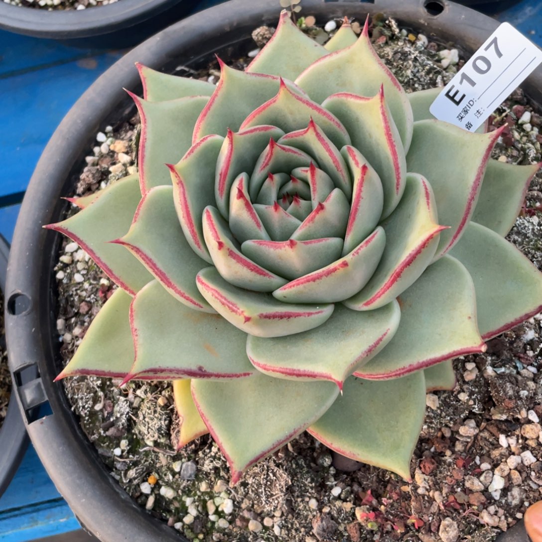 无花朵若茹东云单拍E0107