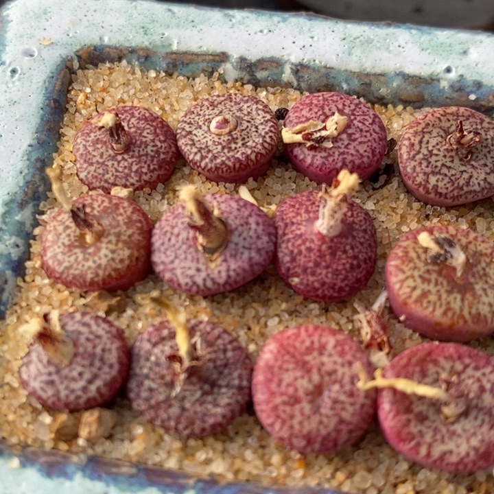 密纹安贞一颗买3送1