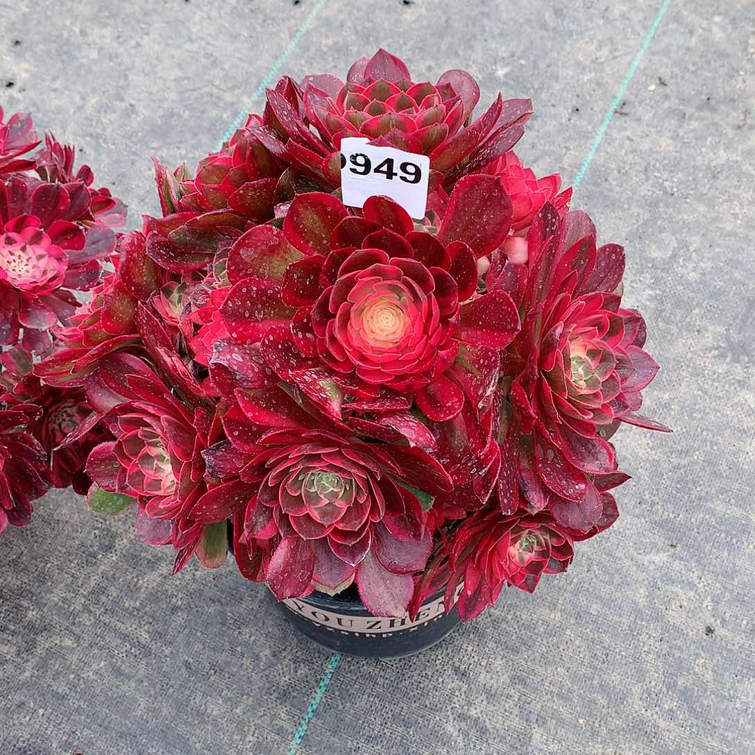 装***艳949.黑膜锦多肉植物