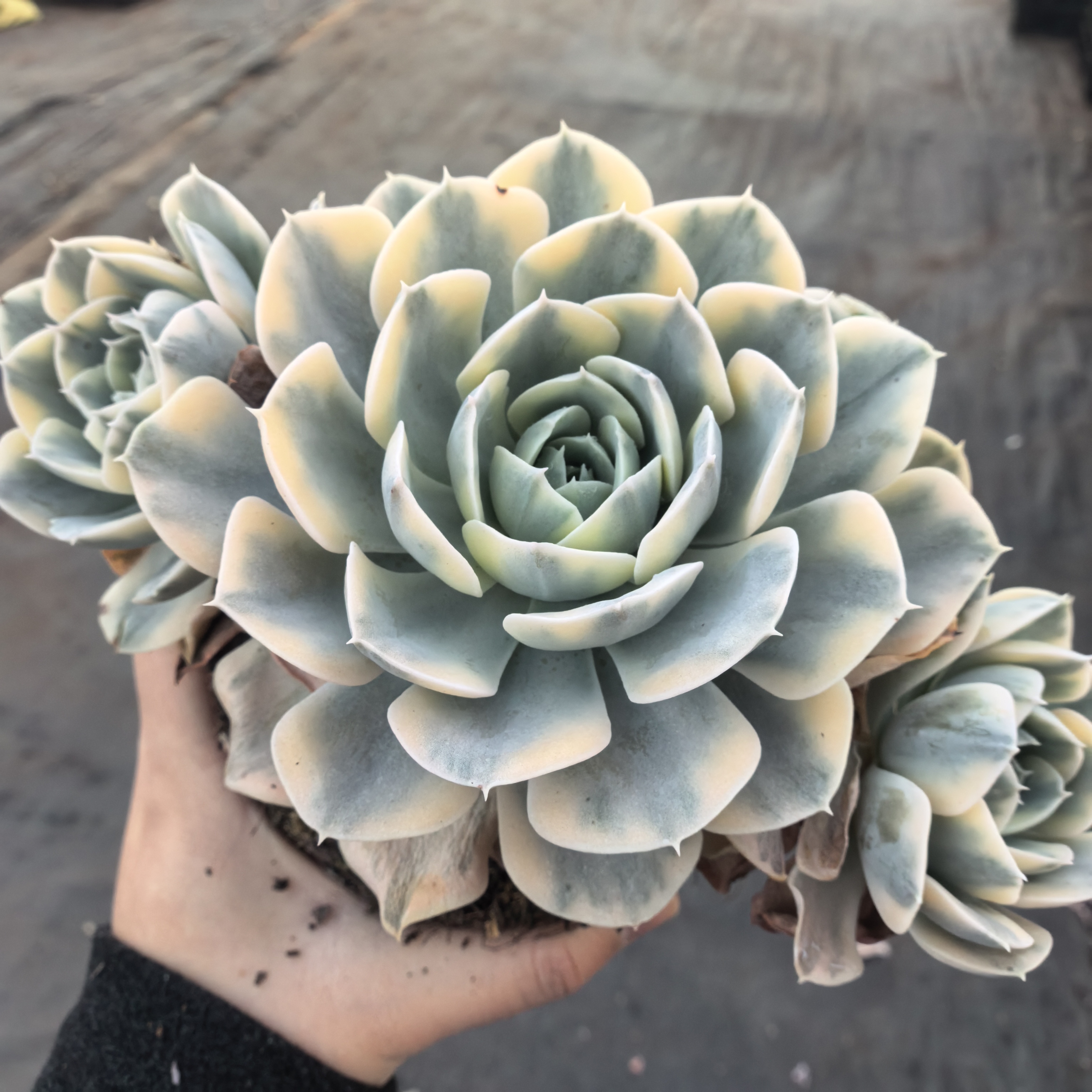 【鲁氏锦】 多肉植物 绿植盆栽