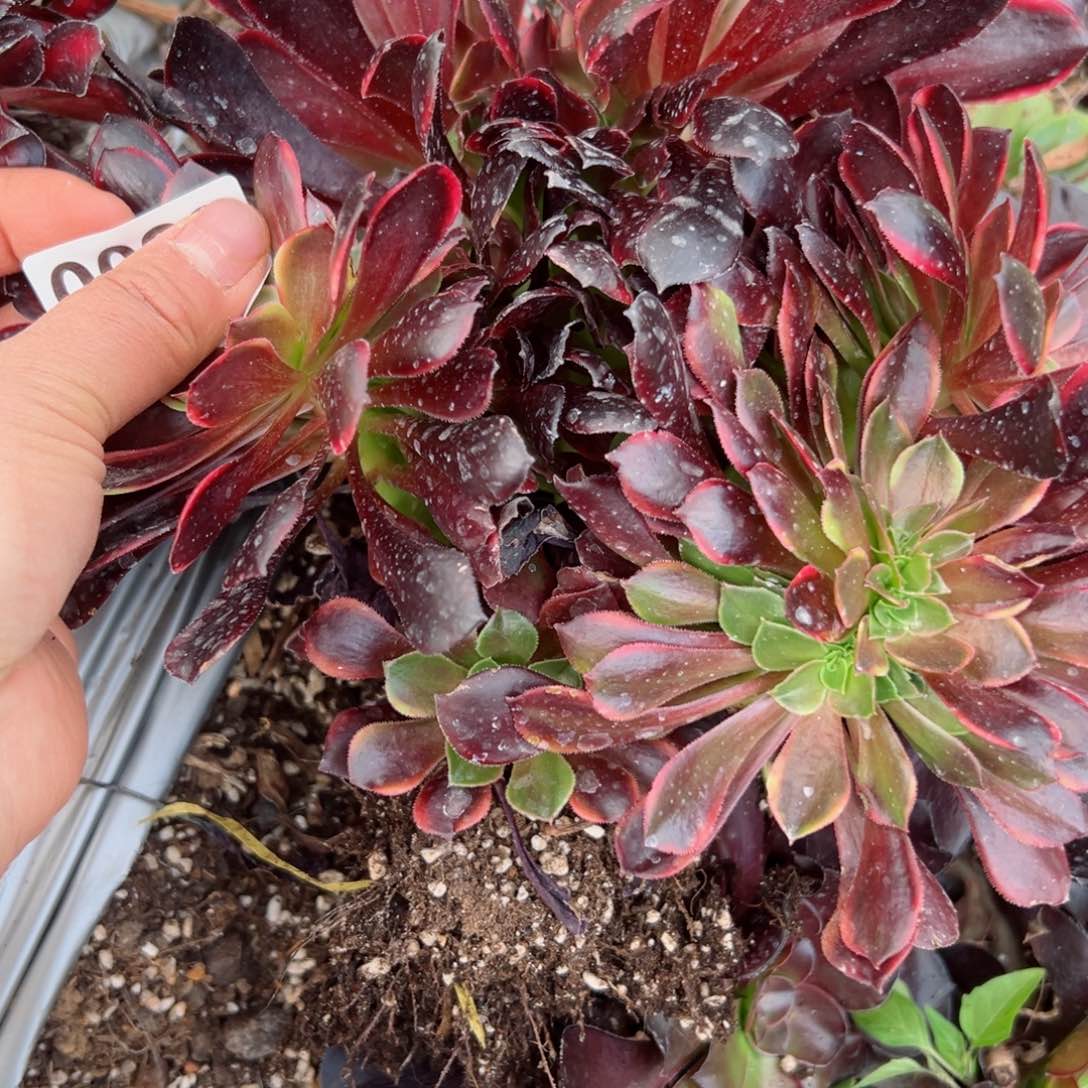 82 号多肉植物法师新号福利