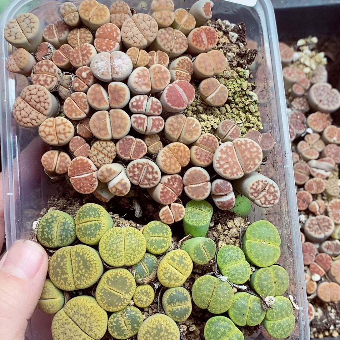 点**滴我们一起暴富吧066