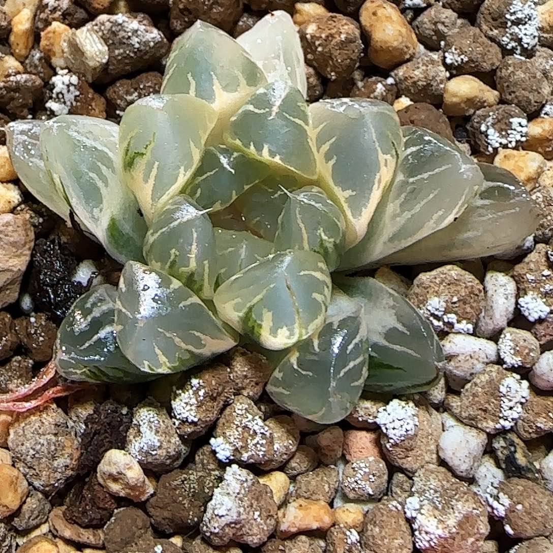 486号糊斑北极之光锦4 厘米左右一物一拍带盆发货