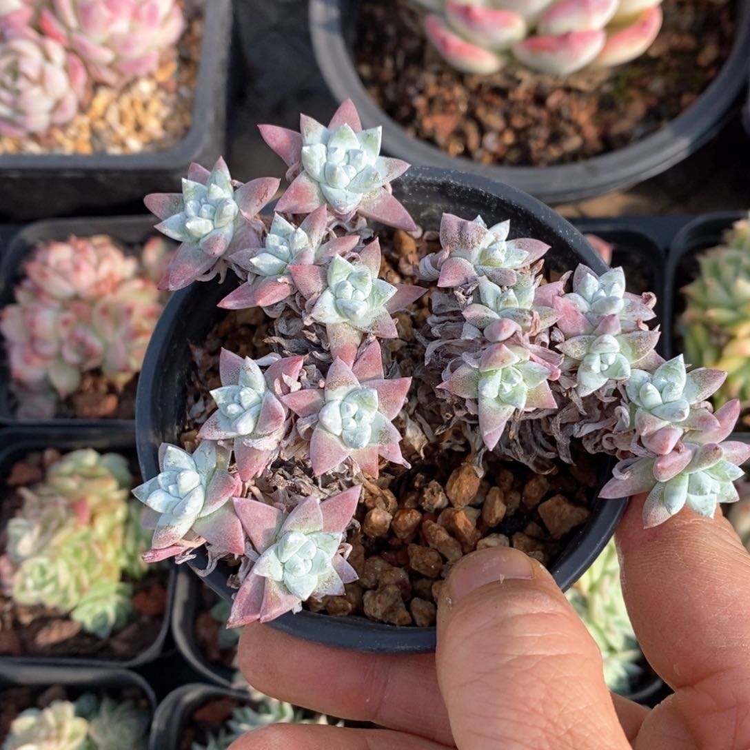 精品多肉一物一拍不包整330