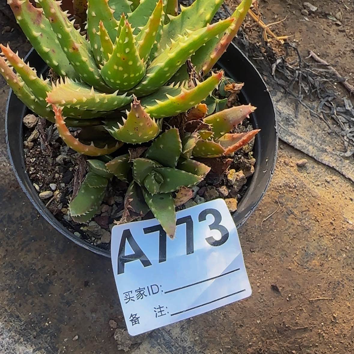 【闪购商品】杰*多块根植物