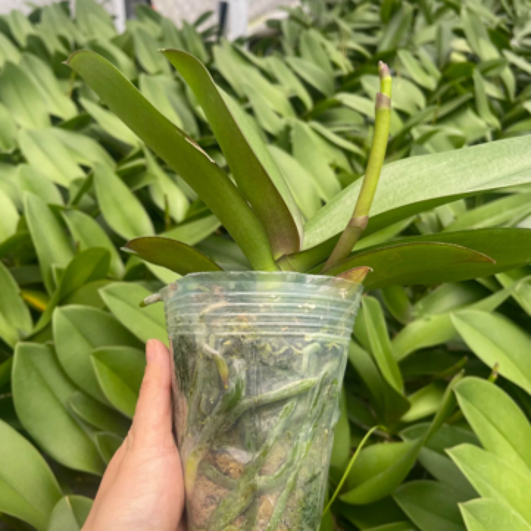 蝴蝶兰———3.5杯出梗苗不分品种混发叶片运输少量坏损不售后