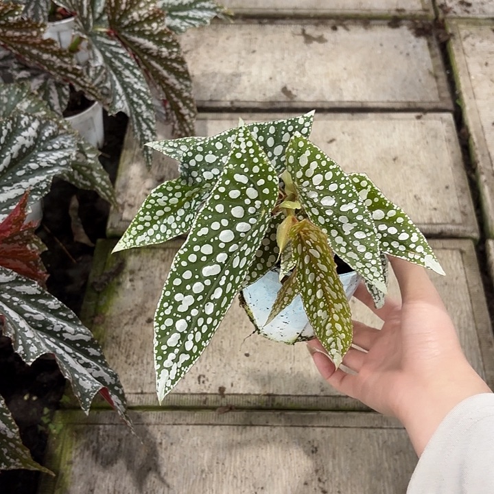 完全开放超白冰秋海棠