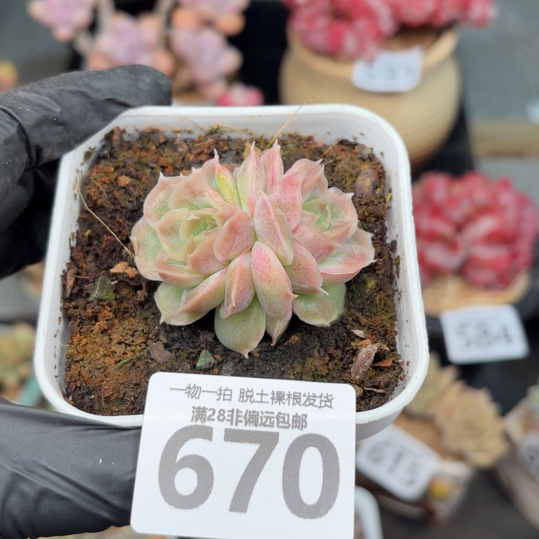 虾饺双头无盆土发货