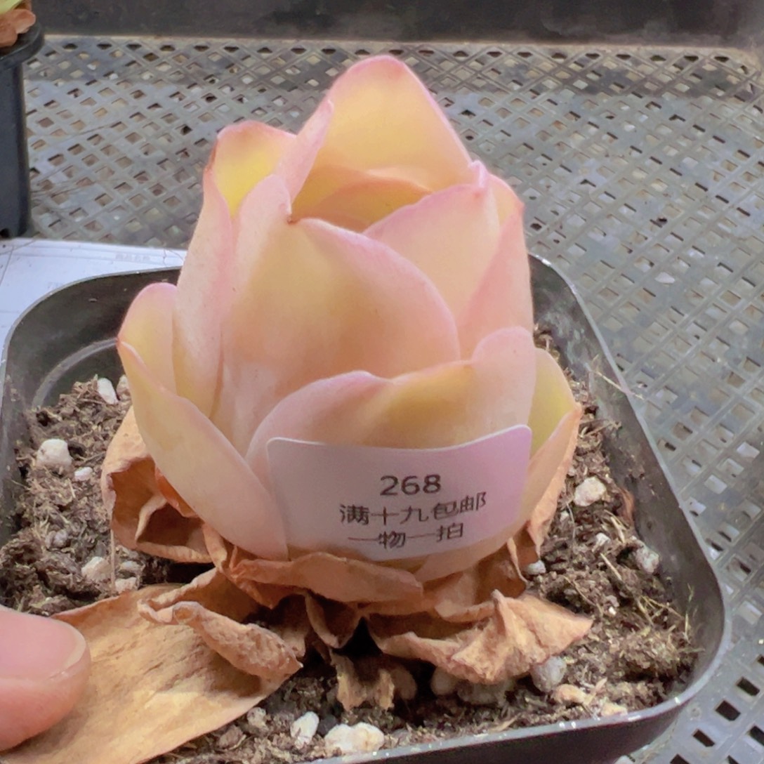 268 带盆土发货无售后