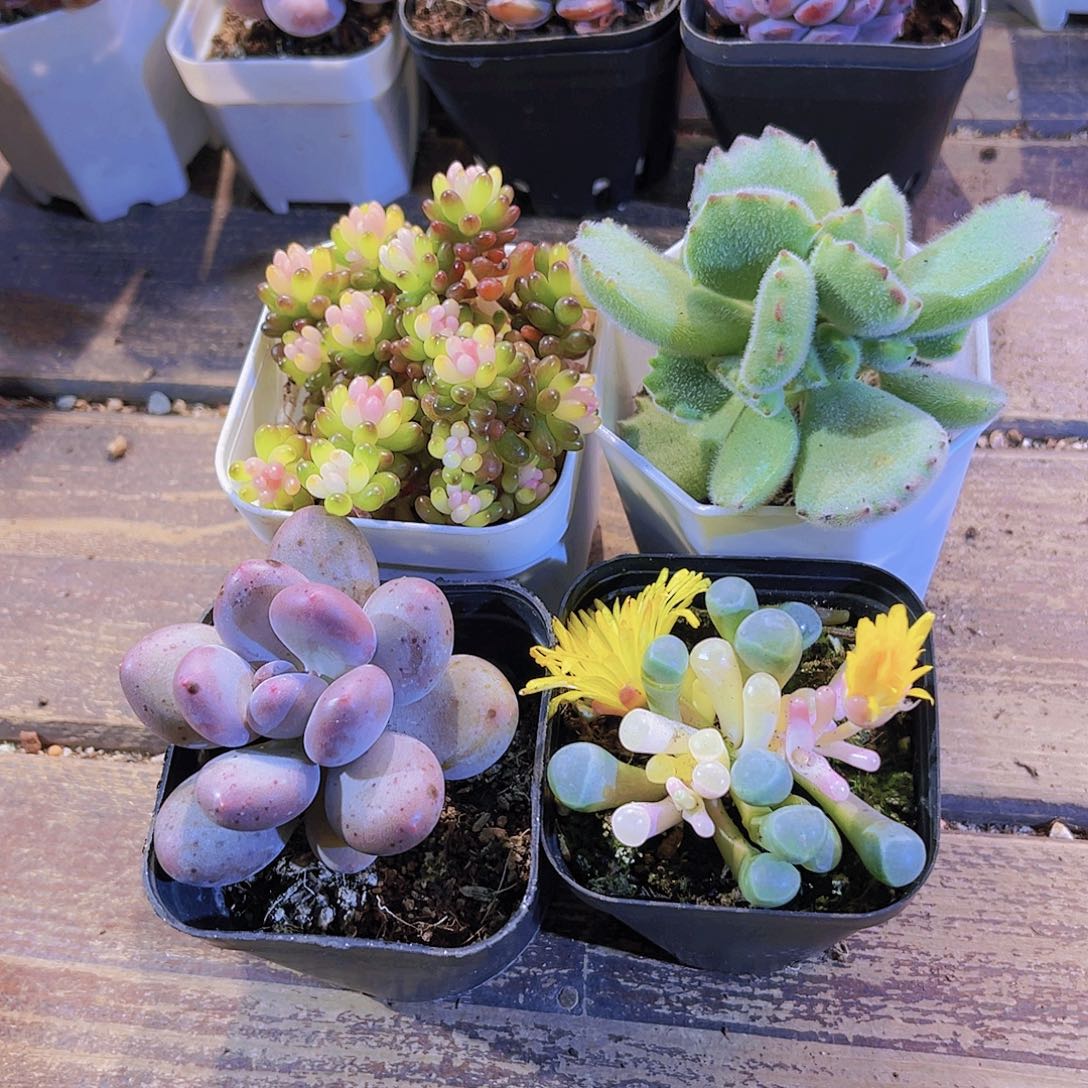 五十铃锦。龙珠。桃美人。熊