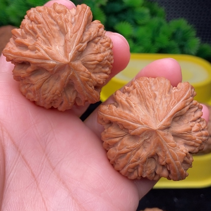 玉龙粗筋42全品11111111