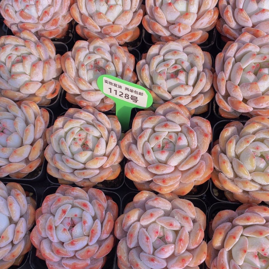 1128号 韩版橙梦露单头一个