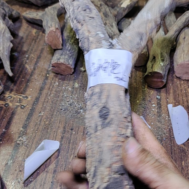 反****火琉璃原杈不保沉水慎拍！