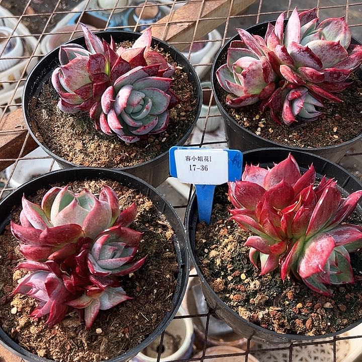 17.36惊鸿群一个脱土