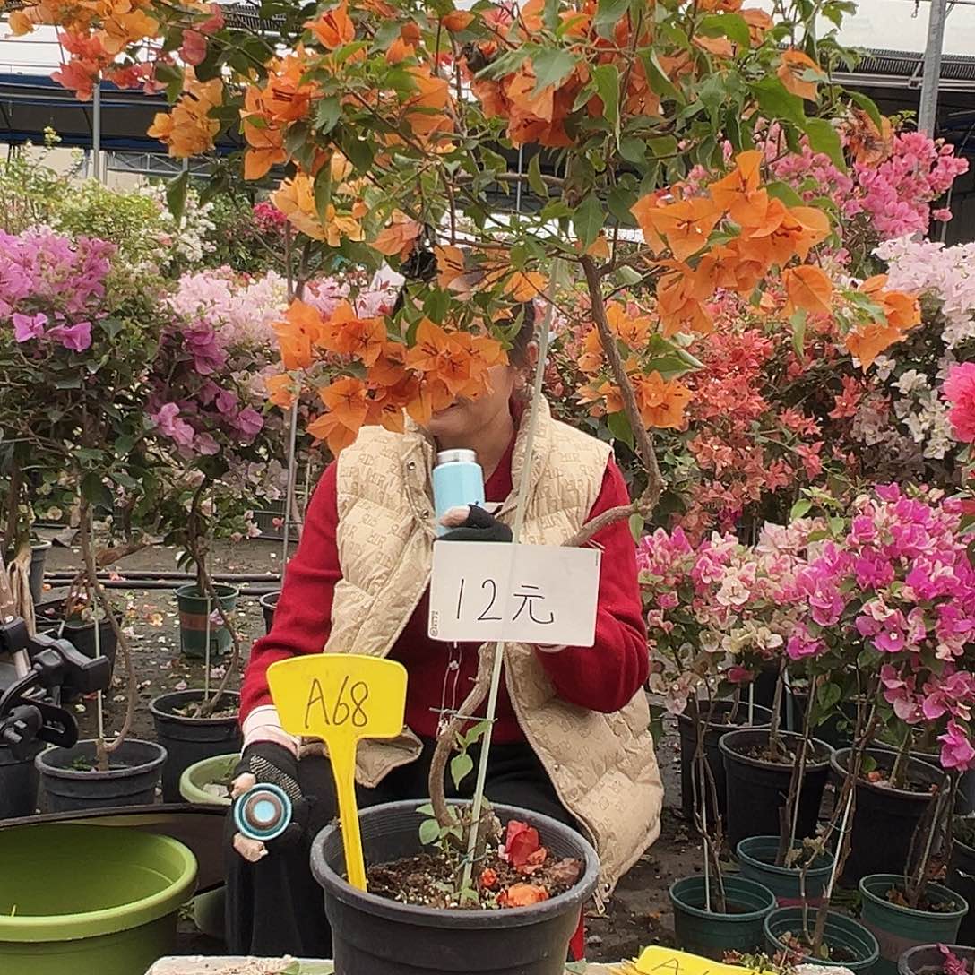 大部分花苞少量开放A68橙桑巴