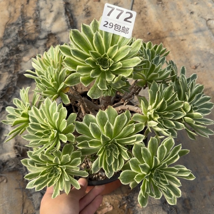 碧浪……多肉植物……