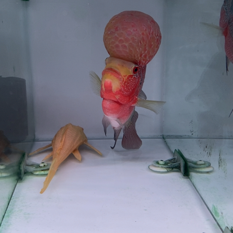 罗汉鱼鸿运罗汉一条aaa