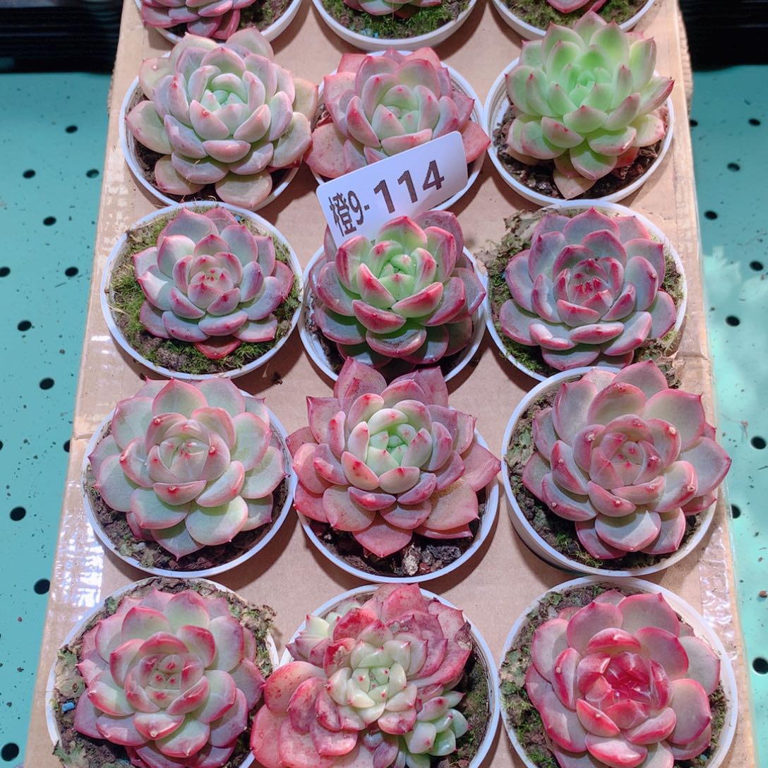 9-114一物一拍多肉带盆18颗