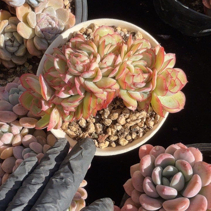 11厘米左右一物一拍的多肉植物