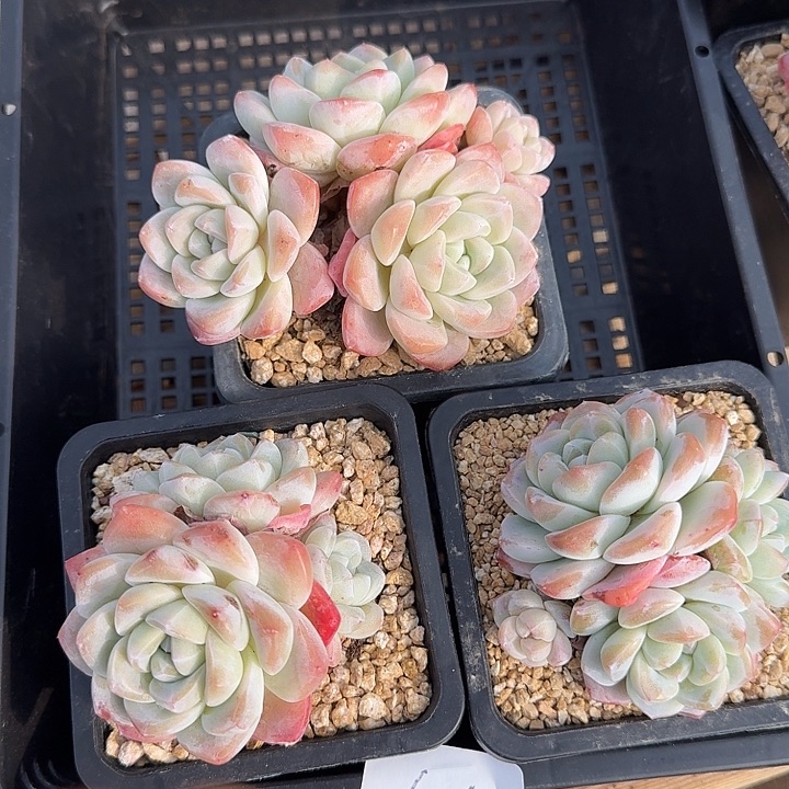 0116-44 冰玉精控三颗 不包整