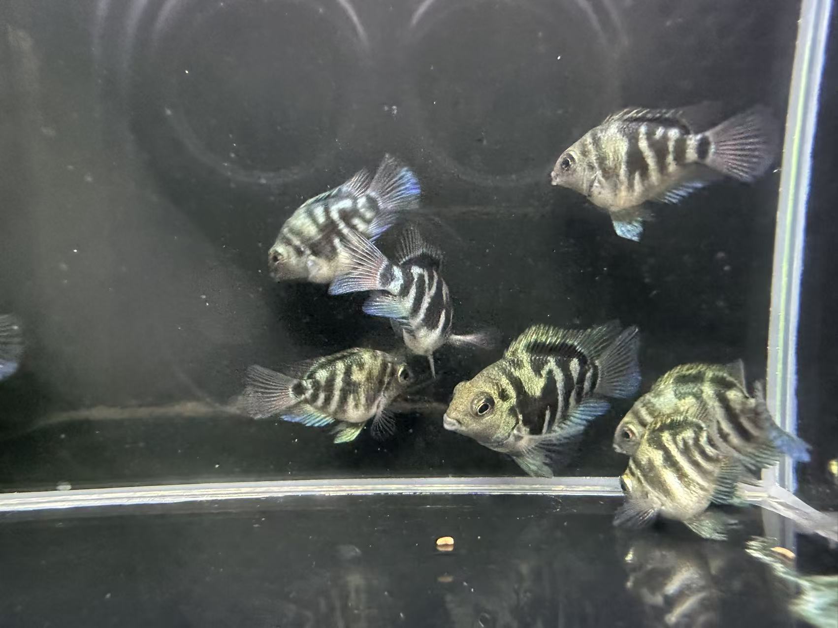 热带淡水鱼小型观赏鱼皮实好养易活迷你鹦鹉鱼
