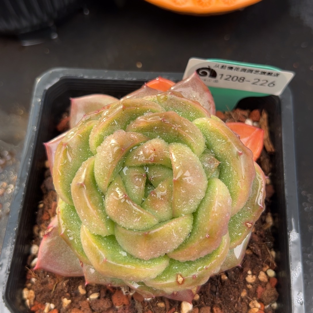 从前慢花园多肉编号1208-226