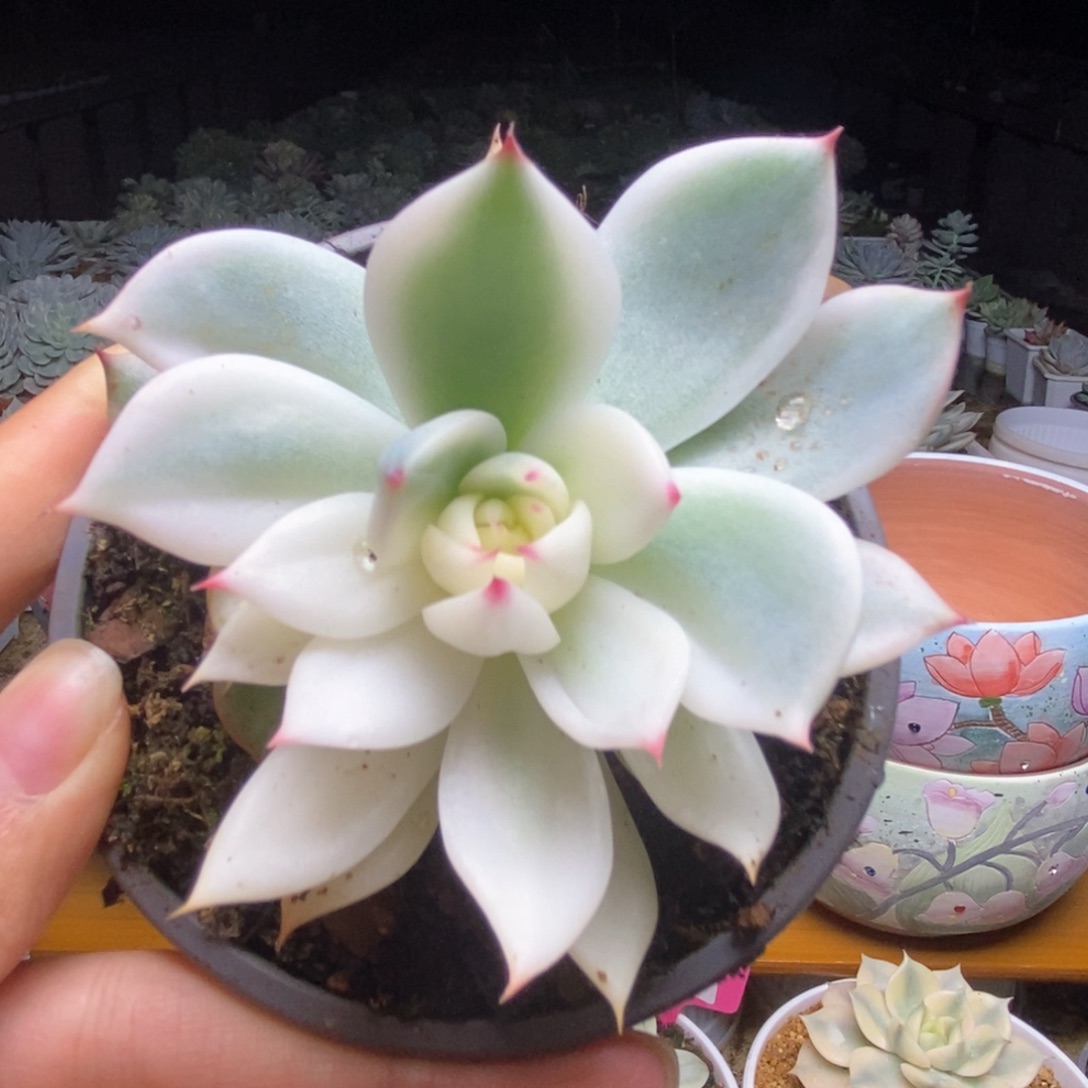 092锦锦锦锦锦锦锦锦锦